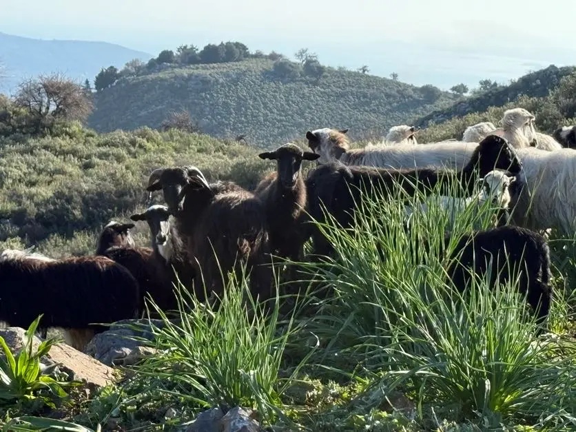 Scenic van tour and live cheese-making